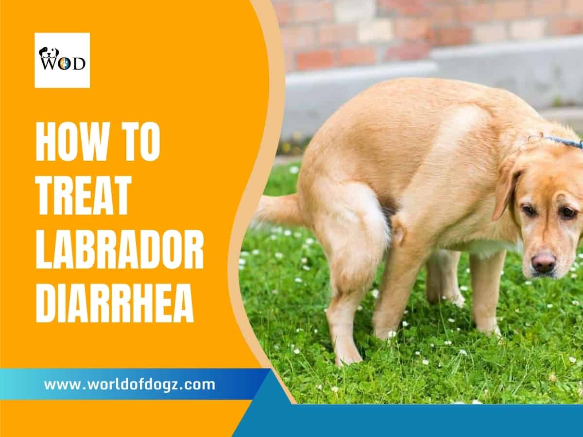 A Labrador pooping diarrhea.
