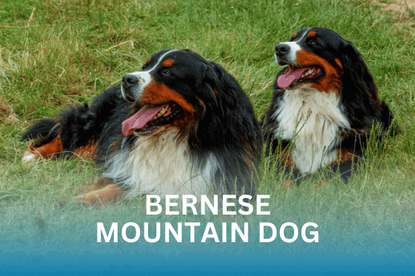 Bernese Mountain Dog
