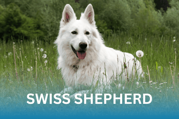 Swiss Shepherd